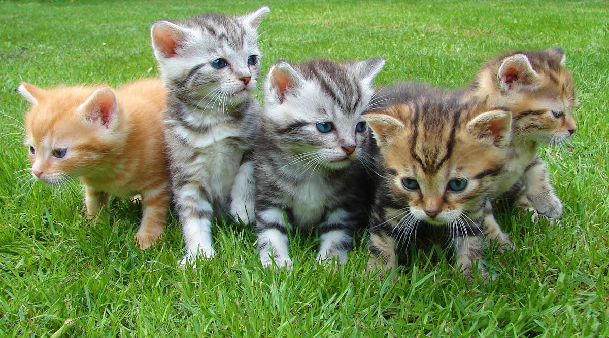 Летняя стрижка котов