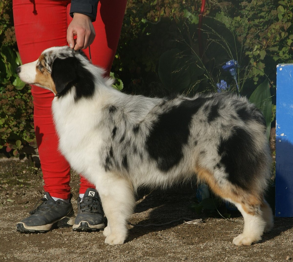 Австралийская овчарка — груминг в Люберцах, Maslina Groom