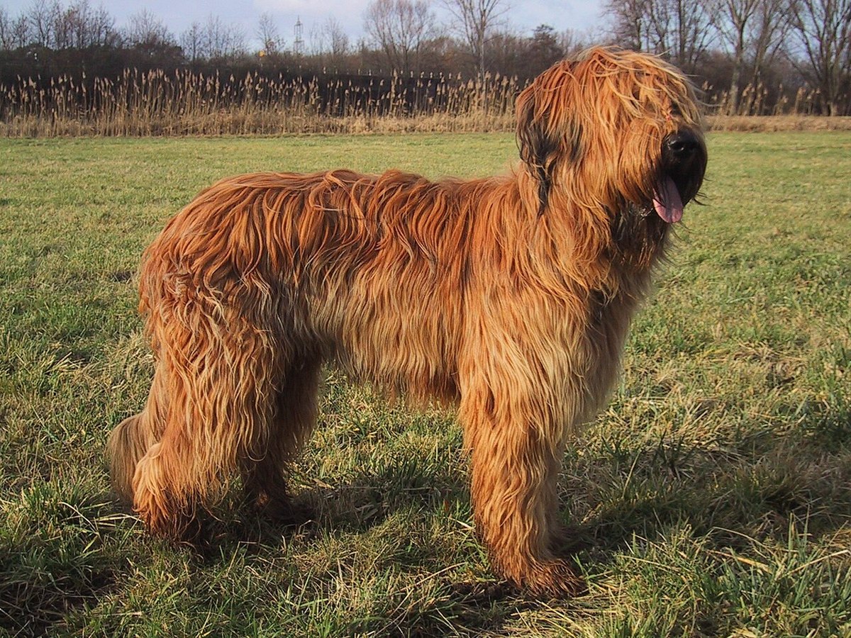 Бриар — груминг в Люберцах, Maslina Groom