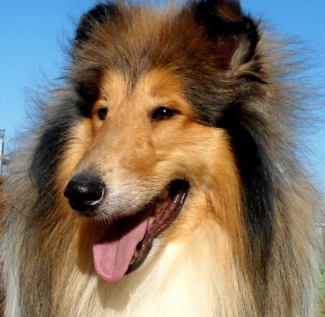 Колли длинношёрстный — груминг в Люберцах, Maslina Groom