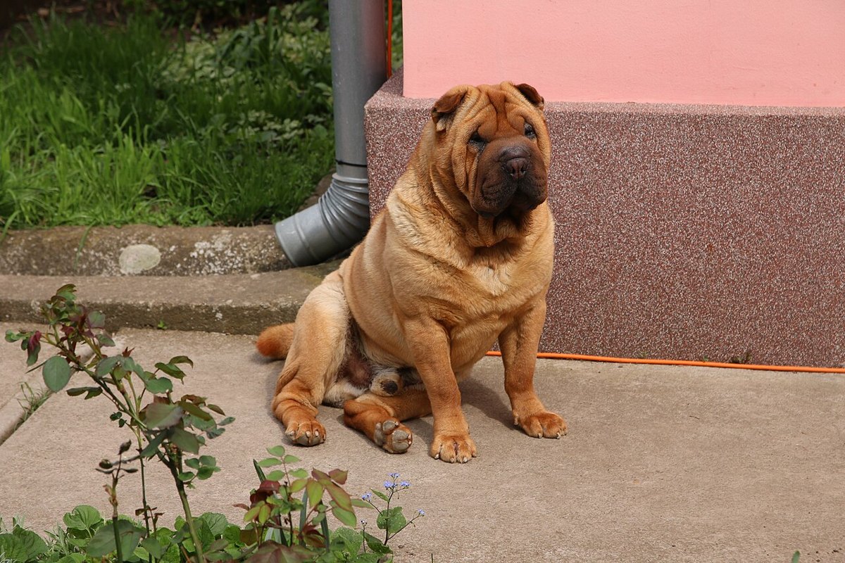 Шарпей — груминг в Люберцах, Maslina Groom