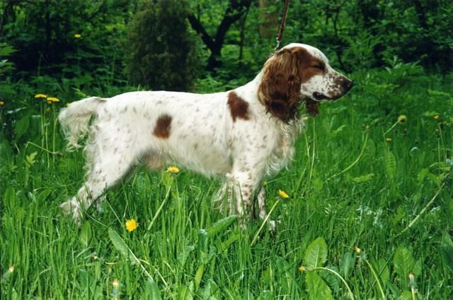 Спаниель — груминг в Люберцах, Maslina Groom